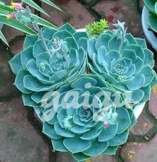 Mimi❤️Face Cực Xinh Gợi Tình Ngọt Ngào❤️Vú To Body Đẹp – Sexy và Quyến Rũ