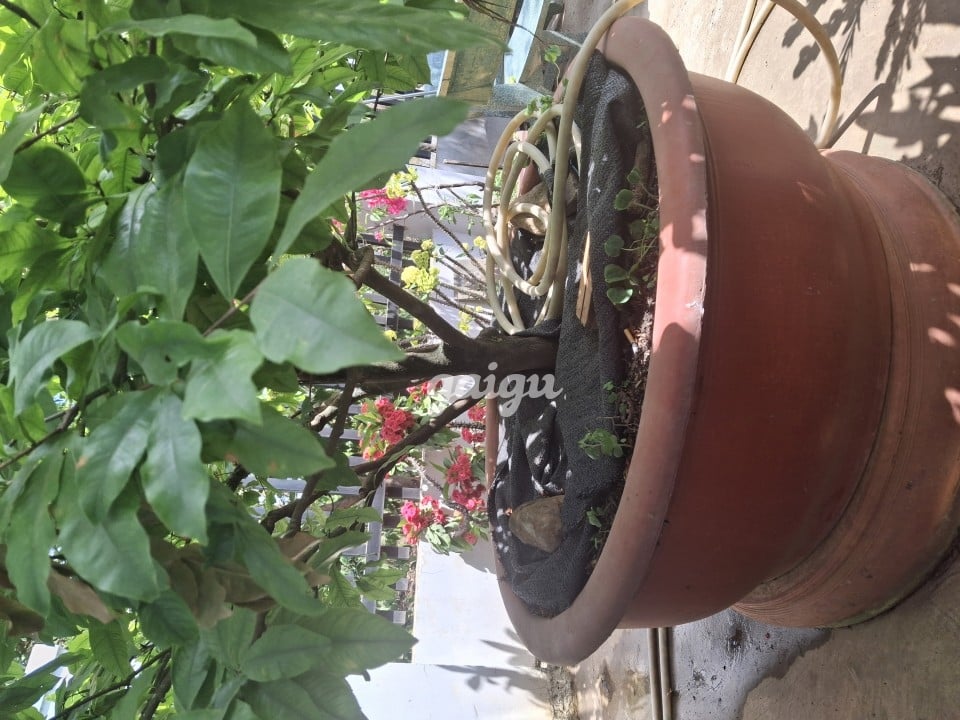 VK nha trang