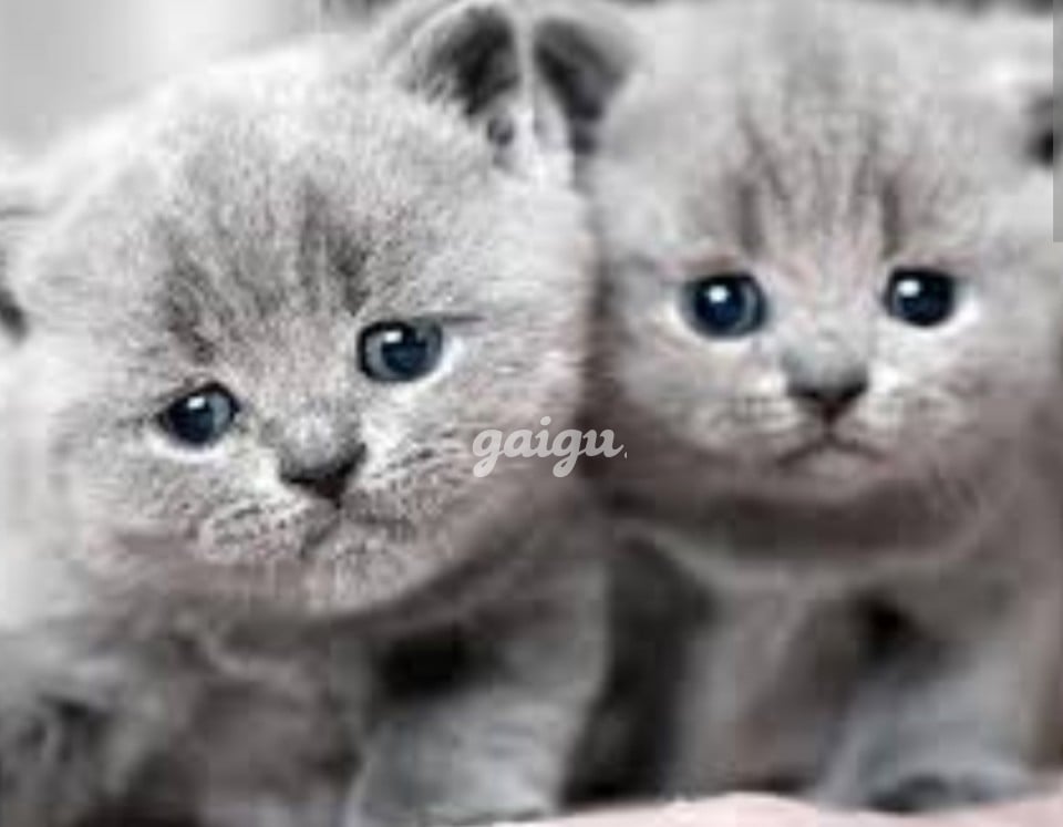 NGỌC HÂN XINH EM NHÂN VIÊN SASSAGE NGÂY THƠ LẦN ĐẦU ĐI LÀM