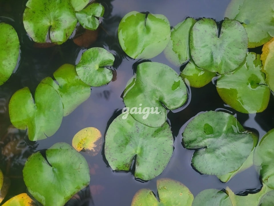 Đông Nhi. Kute dể thương xinh tươi rạng ngời.